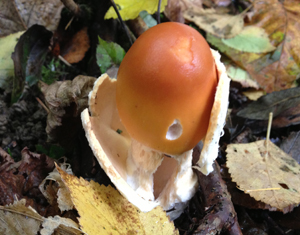 Young Tawny Grisette